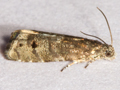 Pammene splendidulana